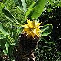 Musella lasiocarpa, syn. Ensete lasiocarpum, Missouri Botanical Garden, Nhu Nguyen Musella lasiocarpa, syn. Ensete lasiocarpum, Missouri Botanical Garden, Nhu Nguyen