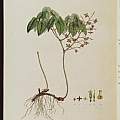 Epimedium alpinum Linnaeus