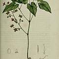 Epimedium alpinum Linnaeus