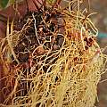 Epimedium alpinum rhizome, Travis Owen