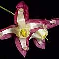 Epimedium x rubrum, closeup of flower, Peter Coxhead