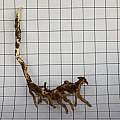 Epipactis gigantea root, David Pilling