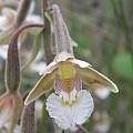 Epipactis palustris flower detail, Martin Bohnet
