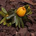 Eranthis hyemalis 'Aurantiaca', John Lonsdale Eranthis hyemalis 'Aurantiaca', John Lonsdale