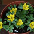 Eranthis hyemalis, David Pilling Eranthis hyemalis, David Pilling