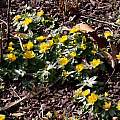 Eranthis hyemalis 'Gothenburg', John Lonsdale Eranthis hyemalis 'Gothenburg', John Lonsdale