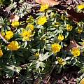 Eranthis hyemalis 'Gothenburg', John Lonsdale Eranthis hyemalis 'Gothenburg', John Lonsdale