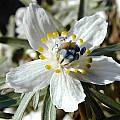 Eranthis pinnatifida, John Lonsdale Eranthis pinnatifida, John Lonsdale