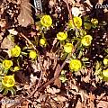 Eranthis x tubergenii, Rodger Whitlock Eranthis x tubergenii, Rodger Whitlock