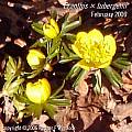 Eranthis x tubergenii, Rodger Whitlock Eranthis x tubergenii, Rodger Whitlock