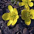 Eranthis x tubergenii, John Lonsdale Eranthis x tubergenii, John Lonsdale