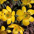 Eranthis x tubergenii, John Lonsdale Eranthis x tubergenii, John Lonsdale