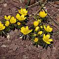 Eranthis x tubergenii, John Lonsdale Eranthis x tubergenii, John Lonsdale
