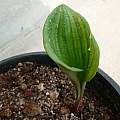 Eriospermum cooperi leaf, Alessandro Marinello