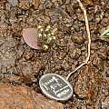 Eriospermum corymbosum bud with coin, Andriesberg, Bob Rutemoeller