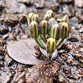 Eriospermum corymbosum bud, Andriesberg, Bob Rutemoeller