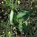 Eriospermum leaves, Darling, Mary Sue Ittner