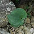 Eriospermum leaf, Mary Sue Ittner [Shift+click to enlarge, Click to go to wiki entry]