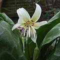 Erythronium californicum 'White Beauty', Ian Young
