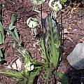 Erythronium californicum, John Lonsdale