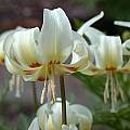 Erythronium californicum 'White Beauty', John Lonsdale