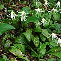 Erythronium californicum, Mary Sue Ittner [Shift+click to enlarge, Click to go to wiki entry]