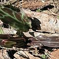 E. citrinum very dark leaf, Diane Whitehead