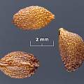 Erythronium dens-canis seed, David Pilling