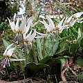 Erythronium dens-canis white form, Ian Young