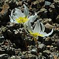 Erythronium helenae, Lake County, Mary Sue Ittner