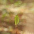 Erythronium hendersonii seed capsule, Travis Owen