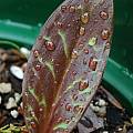 Erythronium howellii, leaf,  Mary Sue Ittner