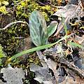 Erythronium hendersonii leaf, Travis Owen