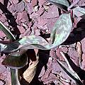 Erythronium mesochoreum, John Lonsdale