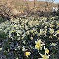 Erythronium multiscapideum, Super bloom after Paradise Fire, Butte county, CA, Richard Sullivan