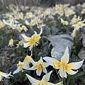 Erythronium multiscapideum, Super bloom after Paradise Fire, Butte county, CA, Richard Sullivan