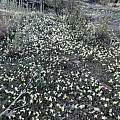 Erythronium multiscapideum, Super bloom after Paradise Fire, Butte county, CA, Richard Sullivan