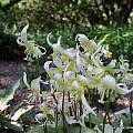 Erythronium multiscapideum, UC Botanical Garden