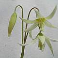 Erythronium oregonum subsp. leucandrum, Ian Young