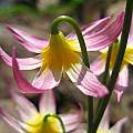 Erythronium purpurascens aging flower, Jimmyleg (Wikipedia), CC BY-SA