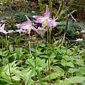 Erythronium quinaultense, gina_smith, iNaturalist, CC BY-NC