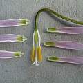 Erythronium revolutum dissected, Ian Young