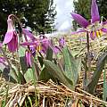 Erythronium sibiricum subsp. sulevii, Altai Mts., Andrey Dedov