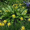 Erythronium tuolumnense with Narcissus jonquilla and Iris unguicularis, Mike Rummerfield
