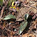 Erythronium umbilicatum, Alani Davis