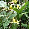 Erythronium umbilicatum, Great Smoky Mountains National Park, Nhu Nguyen