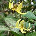 Erythronium umbilicatum, Great Smoky Mountains National Park, Nhu Nguyen