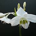 Eucharis x grandiflora, Sheila Burrow