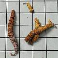 Eucodonia verticillata rhizomes, Mary Sue Ittner