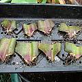 Eucomis leaf cuttings, Brian Whyer